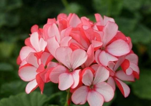 『便宜』这几款花,便宜还好活,花美量大花期长,养在家里春色满园关不住