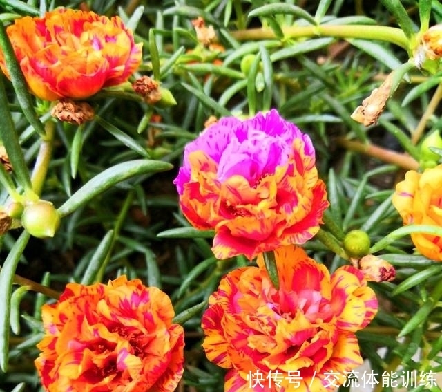 成单瓣太|重瓣太阳花总是变为单瓣太阳花怎么办?收集种子慢慢淘汰