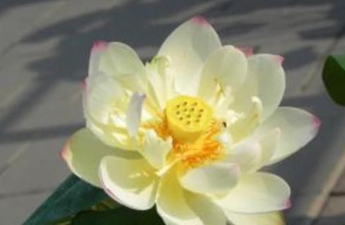  玫瑰■喜欢玫瑰，不如养盆“优良荷花”翠云，花姿卓越，开花爆盆好养活