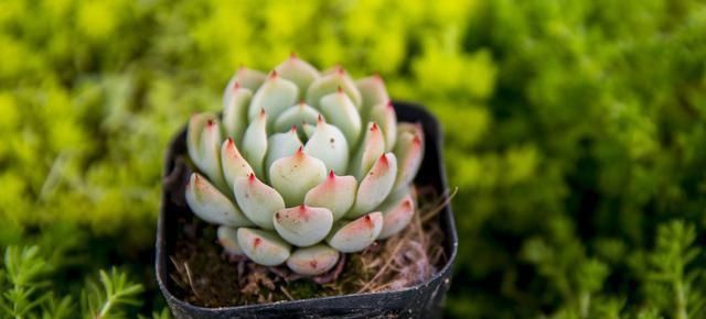  「变瘦要是你」多肉植物越长越“瘦”，八成是3个原因导致，及时解决快速变肥