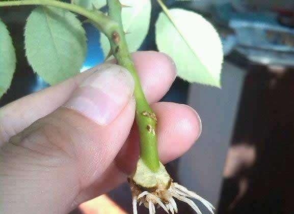  「俏丽」月季花型饱满花色俏丽，学会扦插收获满满，开花成海十分美观