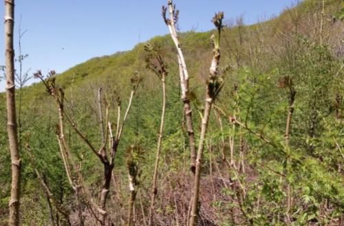  救命：北方1种树上野菜，曾是“救命粮”，如今成高价菜，一斤卖