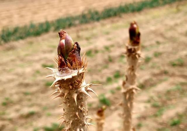 农村这种野菜，城里卖到40块1斤，被誉为“天下第一山珍”