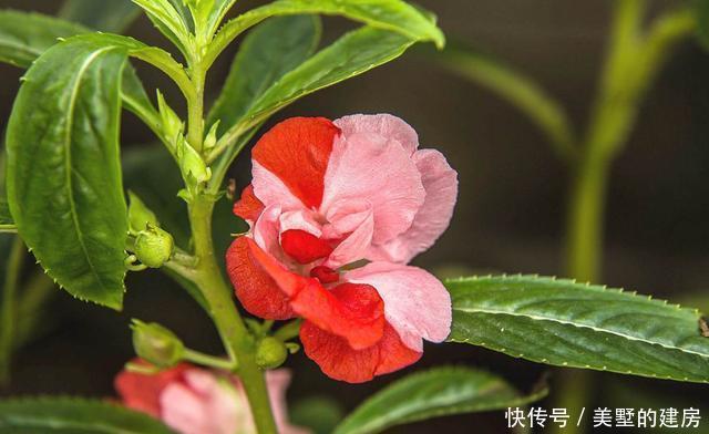 花朵|养花就养此3种,花朵硕大颜色鲜艳,好养易活爆盆容易,人见人爱