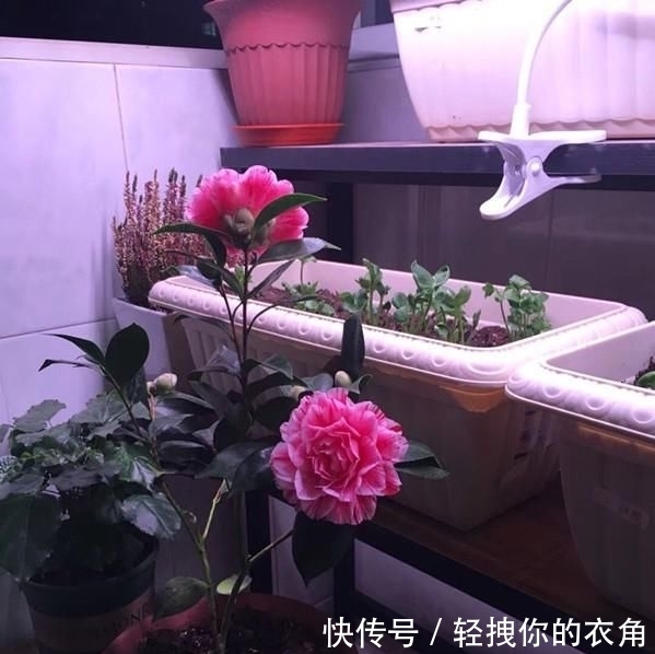 不失:这种花是世界著名的花,多色的花,美丽的,牡丹不失,容易保养,栽培很有价值