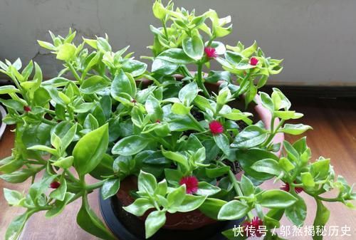 「厉害」最厉害的养花营养液给花喝勺糖水,叶子绿的流油,比花肥厉害