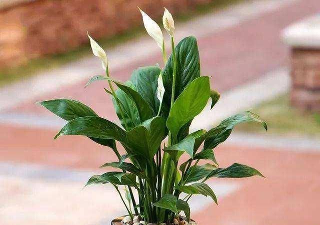  [清新的味道]卫生间味道重？那就来几盆“香香花”，异味被吸走真清爽！