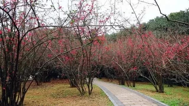 2019年成都第一波春光乍泄！锦江春色来，两岸花撩人！