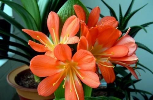  养分：君子兰就爱喝油，一年喝半斤，叶子厚实不黄叶，花开一茬接一茬！