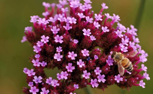 寓意|五月花海,长势喜人的马鞭草开了,竟没想到还有这么好的寓意