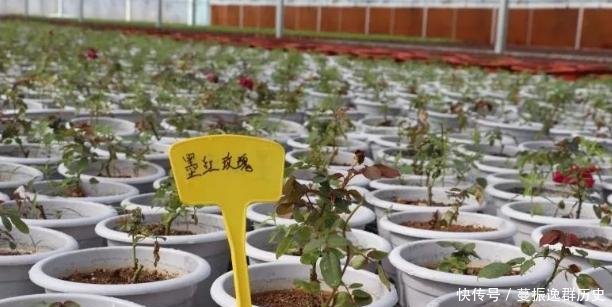 『事儿』春天里,告诉您关于“花”的事儿