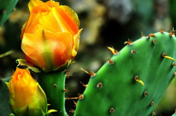 『适合』推荐几款适合养在阳台的花朵,越热越易爆花,芳香怡人