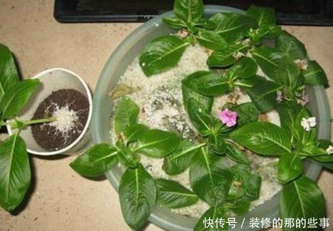 试试:养花试试这几款,花开繁盛花香怡人,花色繁多易爆盆,娇艳欲滴