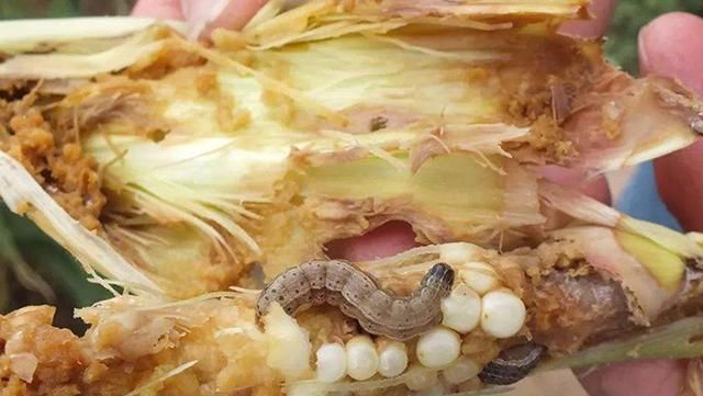  「蝗虫」已经入侵六城，比蝗虫更急的虫害来了，农民们早早准备下列农药