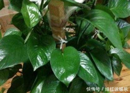 【植物】给绿萝、文竹、吊兰用啤酒浇水,坚持1个月后,叶片油绿还爆盆!