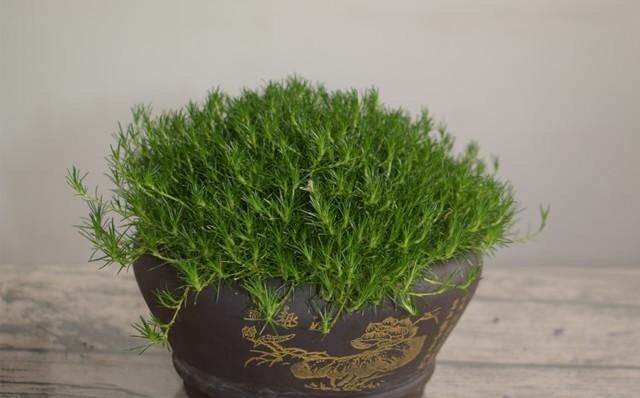  难养：苔藓很难养?选择这个品种,新手也能轻松养成绿地毯
