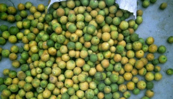  不知@农村一种树，浑身是刺，价值珍贵，却不知是名贵的“雀不站