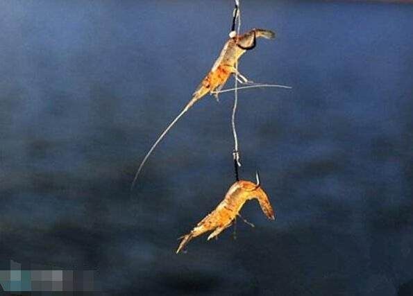  「以选择」老钓手大翘嘴怎么钓，不愁鱼不上钩，三月不用太亏了