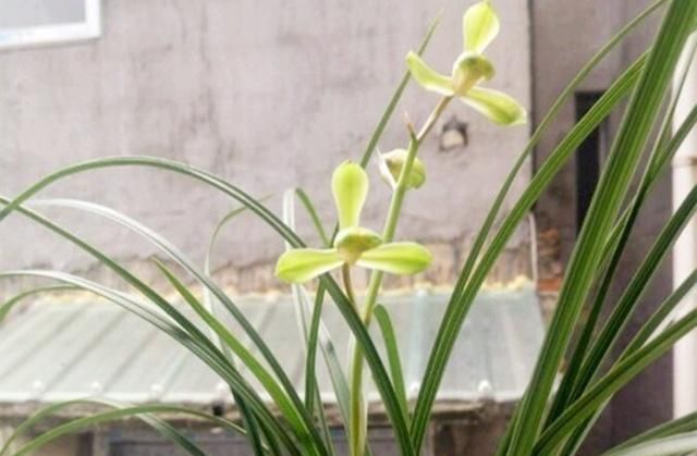  盆土：养兰花，有这3大“将领”冲锋陷阵，花大株壮！