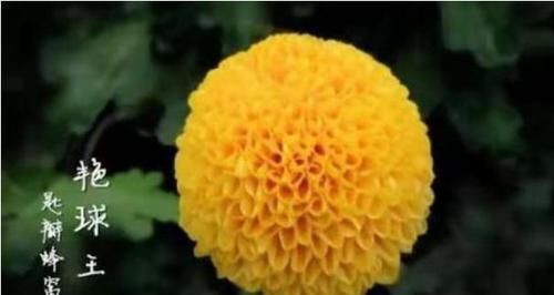  【优美】百菊争艳，来盆菊中极品艳球王，宛如金玉绣球，花姿优美可爱喜人