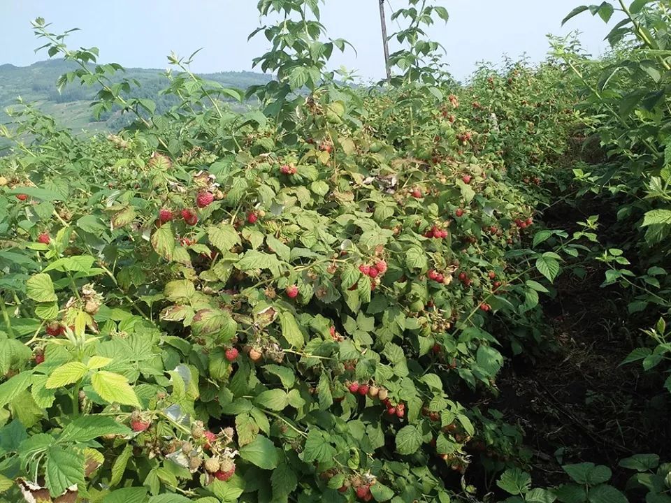  不少|种植一次收益20年，几年前卖到80元一斤，农民种了却亏钱，