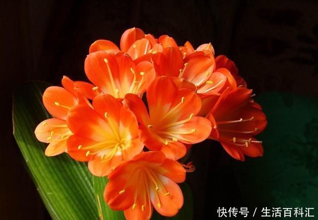  『迷人』喜欢养护花卉，就养开花爆盆、花期长，花色艳丽，香气迷人的花卉