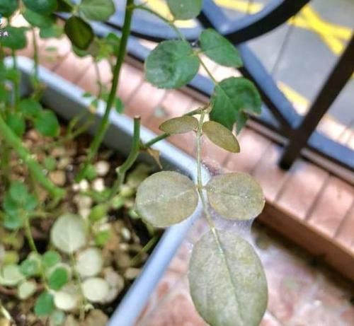  「月季」月季生了红蜘蛛，击中3个缺点，将害虫一网打尽