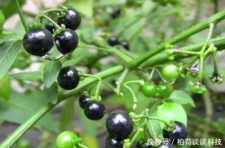  [形状]农村这种“黑果子”，形状可爱，味道甘甜却有害，碰到了留意一下