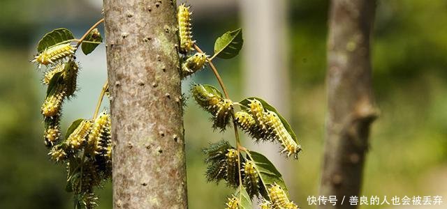 农村这种让你痛不欲生的虫子已经出动, 村里遇到它一定要远离!