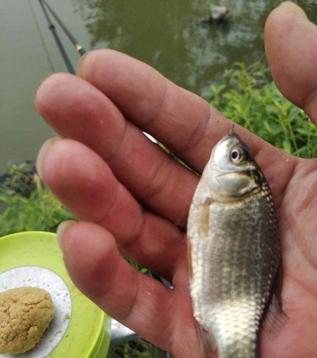  稀巧：正午口稀巧换点，又遇电网肆虐抢鱼忙