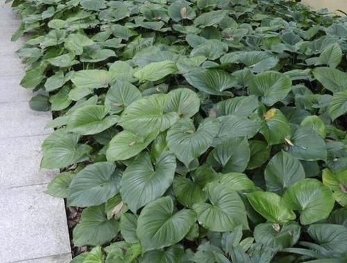  『路边』路边，若是见到1种“千年健”，请别踩，植株的根茎珍贵，有价值