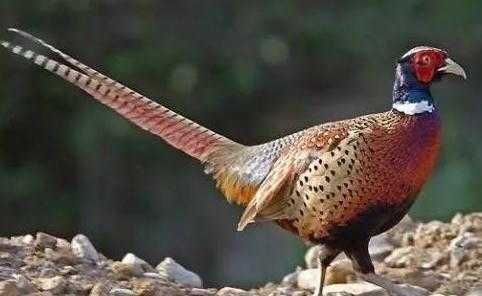 农村老俗话“上山甲鱼，下山野鸡不能碰”什么意思有何道理吗！