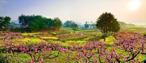 乡村景观中 植物的选择