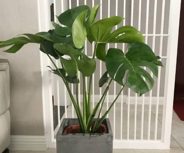  甲醛：客厅养盆花，吸收甲醛除异味，越养家越旺