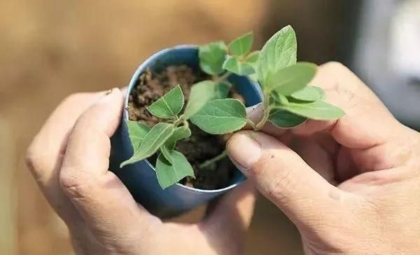  满园■别人的金银花随便养院子就能花开满园，为啥我的却没花苞？