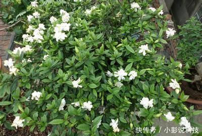  #家里#家里养花选它，养20年都不黄叶，开花香一辈子，养成传家宝