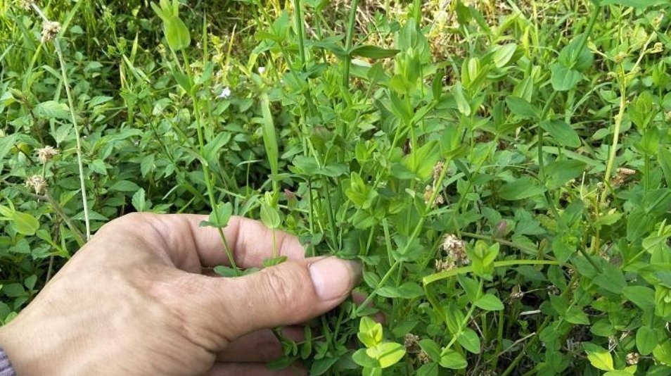  「记得」农村一种草药俗称“降龙草”，长在田边像杂草，看到记