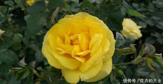 #漂亮#3种花适合养在室内,开花漂亮味道香,净化空气满屋飘香,美极了