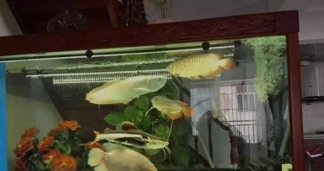  性格很：混养，其实是健全龙鱼性格的一种方法