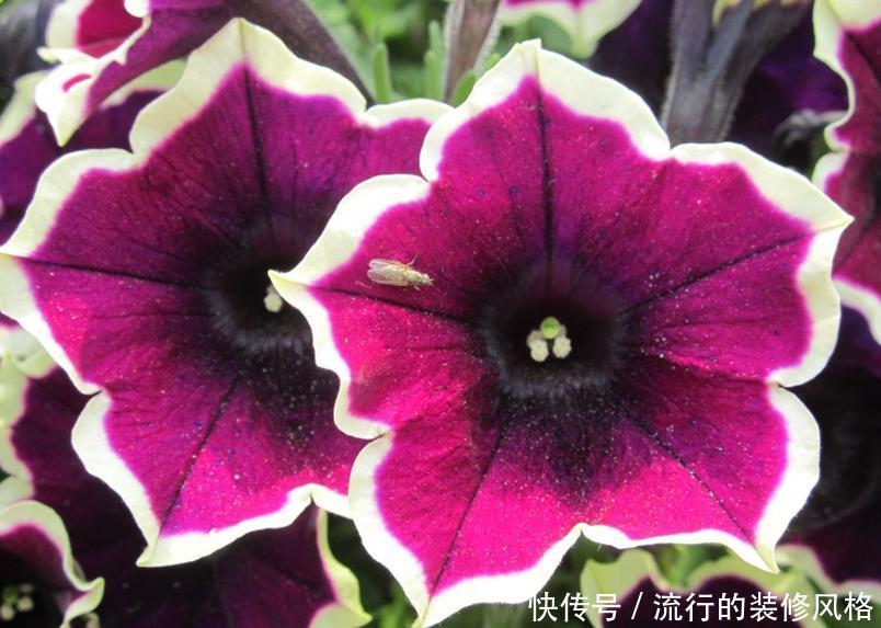 #艳丽#喜欢在家中养护花卉,就选择5种花卉,花色艳丽,花期长,好养护