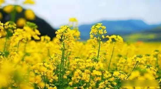 「樱花」中国这些花开成海的地方,美极了