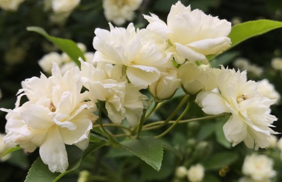  『栀子花』此7种花比百合都要香好多，还易爆盆，养在阳台瞬间变”花海“