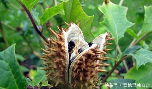  毒性是最大■曼陀罗开花很美，整株有“剧毒”，花瓣不要摘！当场毁掉最好！