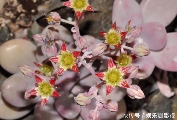 『思慕』桃之卵粉嘟嘟,让人怜爱又思慕