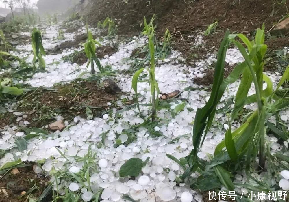  「遭遇」罕见！北方多省遭遇大霜冻，云南下冰雹！这些补救措施请查收！