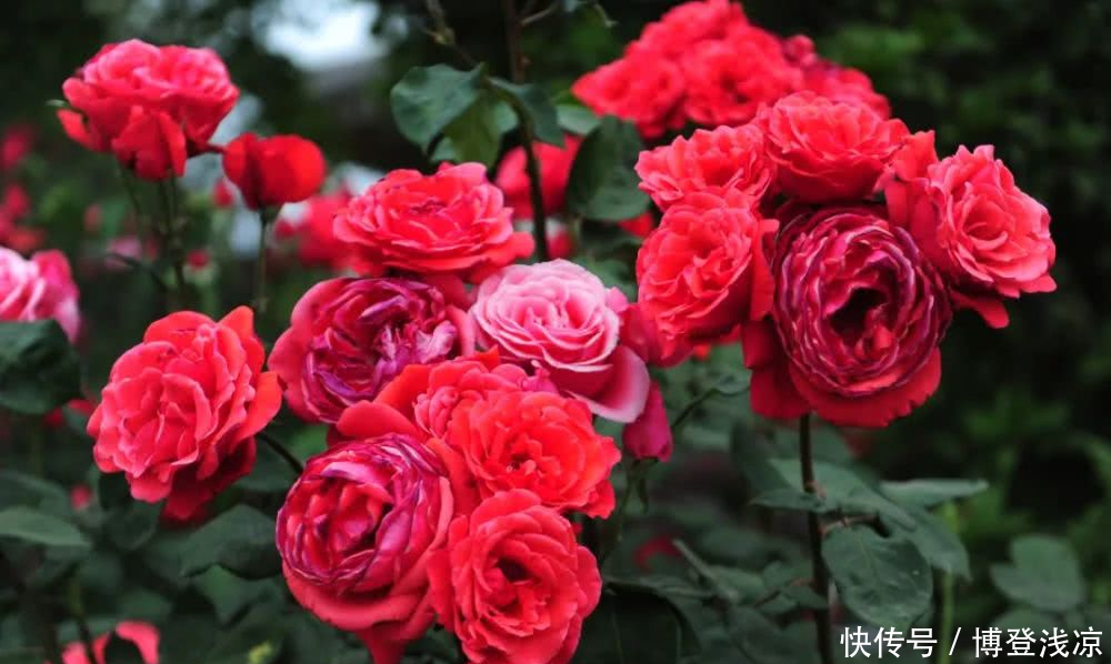 『相拥』郑州绿博园月季花开,云海相拥!