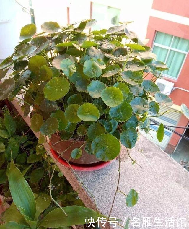 「水培的铜钱草」开春如何养铜钱草?记住1个“小步骤”,绿叶挤满盆,叶片圆又大