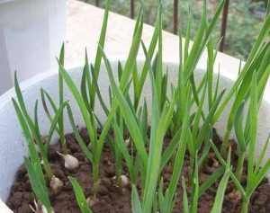  #蔬菜#阳台种点这3种菜，吃完一茬又长一茬，蹭蹭长不停，简单好养好吃