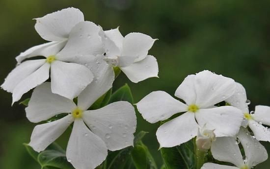  「舒适」这“3种”植物，好养易活，能净化空气，客厅养1盆，舒适又有活力
