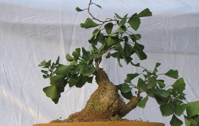 深色树皮更具苍劲感，果实也有特色，银杏树“快速”制作！